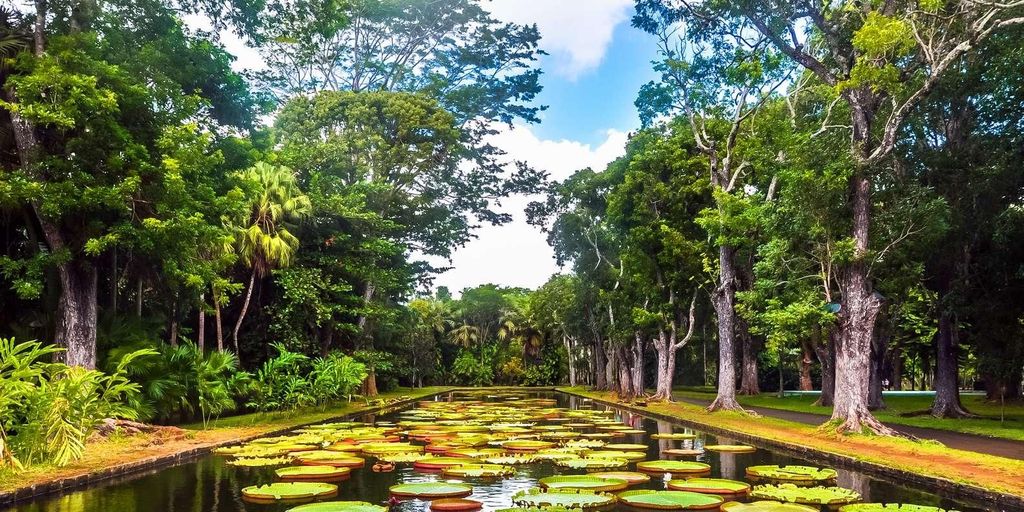 Mauritius: Schildkröten-Schwimmen und Entdeckungstour durch den Norden mit Abholung