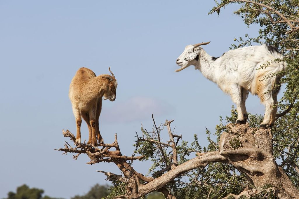 Agadir oder Taghazout: Goat on Trees und Crocoparc mit Abholung