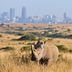 Nashorn vor der Skyline Nairobis