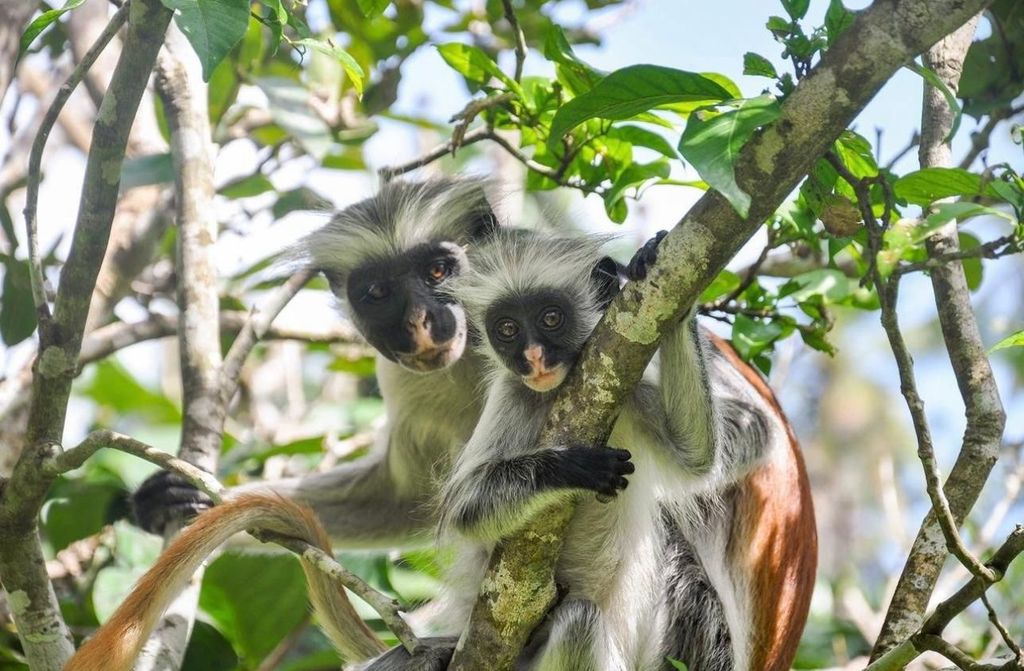 Sansibar: Jozani-Wald, Gewürzfarm, Stone Town – private Tour