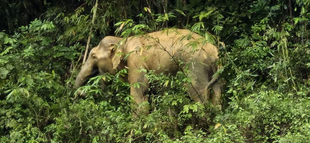 Cheow Lan Lake Abenteuer im Dschungel von Khao Sok