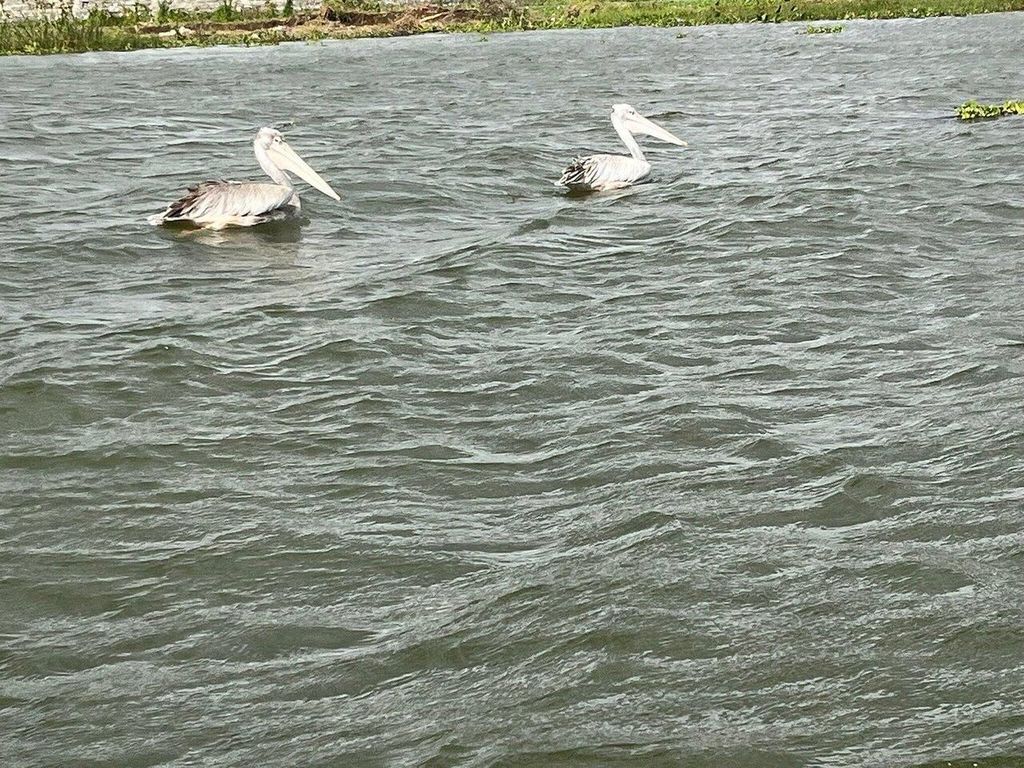 Nairobi: Naivashasee, Hell's Gate und Crescent Island erkunden