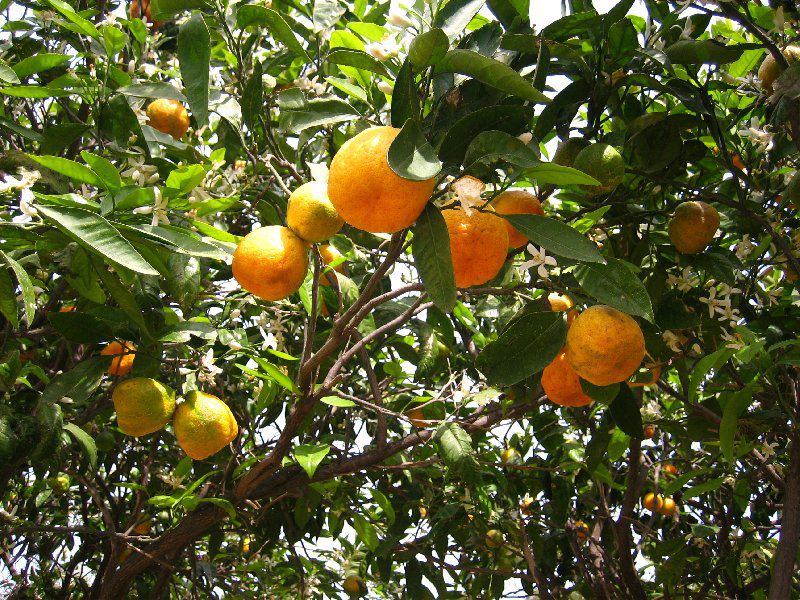 Zitronen im Garten