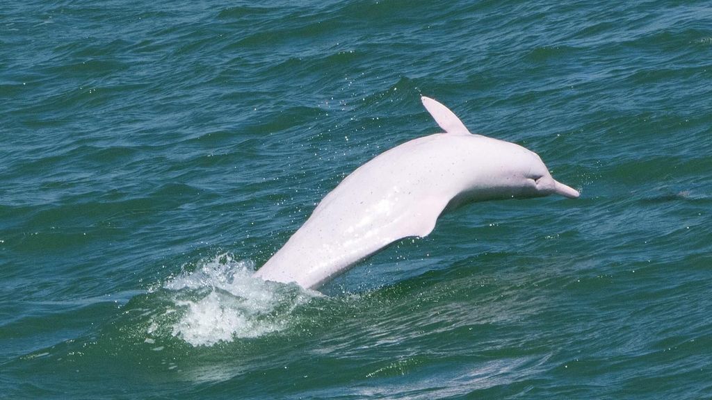 Hongkong: Lantau Island Tour mit Seilbahn & Mittagessen im Dorf