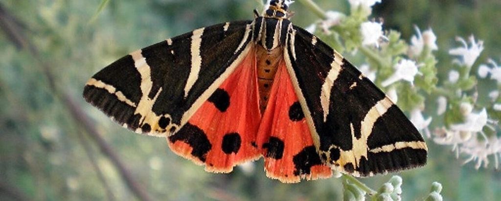 Rhodos: Schmetterlingstal und Filerimos-Hügel Busreise