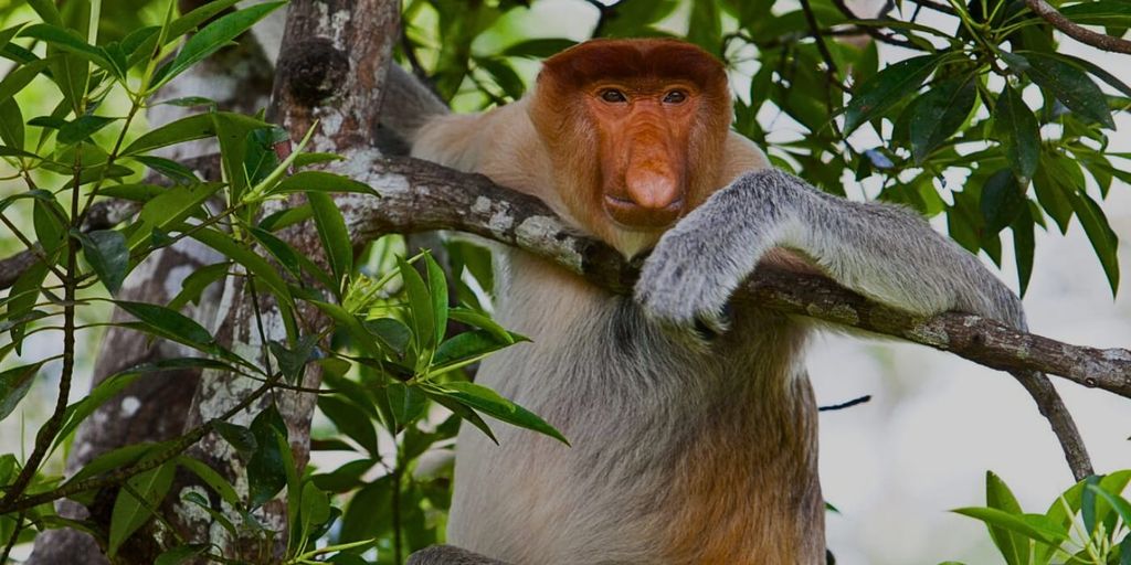 Halbtägiger Ausflug zum Nasenaffen-Schutzgebiet in der Labuk-Bucht | Sandakan