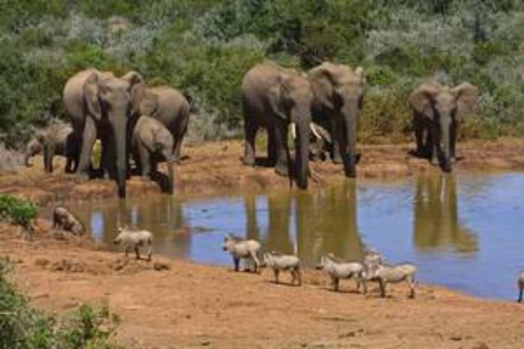 East London: Addo und Schotia Safari 2-Tages-Tour
