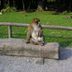 Affe beim Sonnenbad