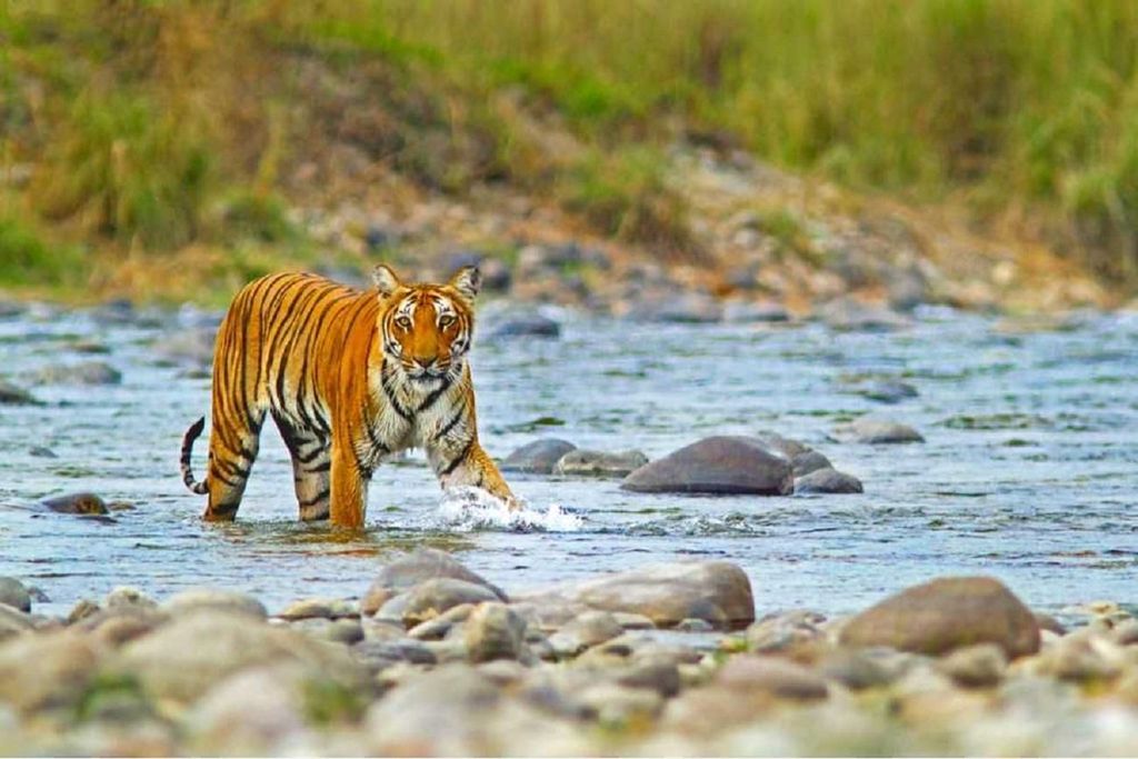 Ab Delhi: 2-tägige Jim Corbett Tiger-Safari-Tour mit dem Auto