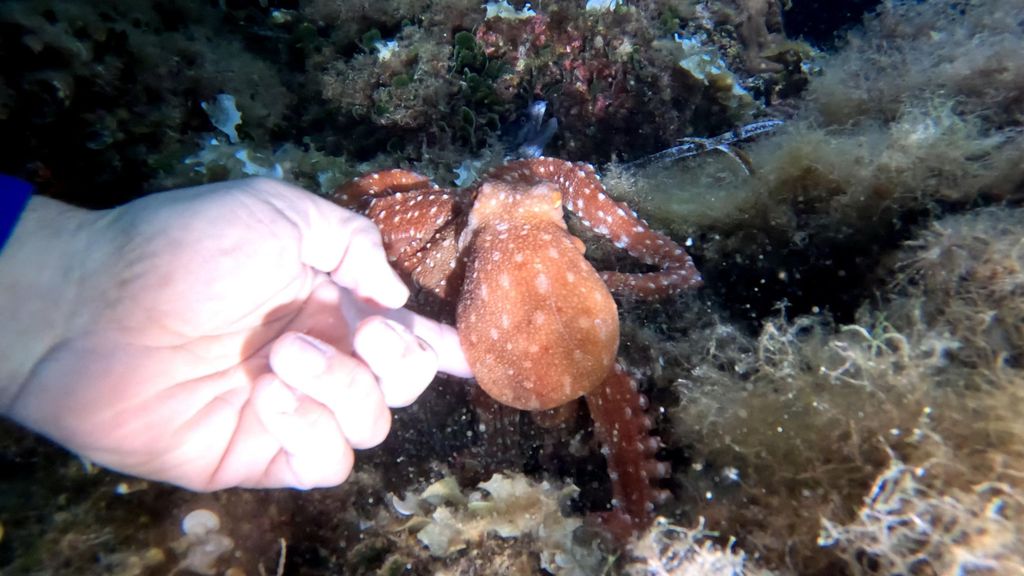 Argentario: 2 Tauchgänge (Dämmerung + Nacht) mit Aperitif bei Sonnenuntergang.