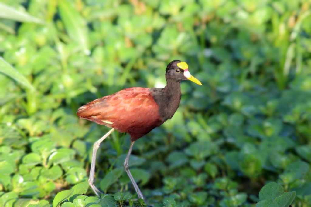 Ab San José: 3-Tages-Tour durch den Nationalpark Tortuguero mit Mahlzeiten