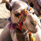 Kamel mit buntem Zaumzeug