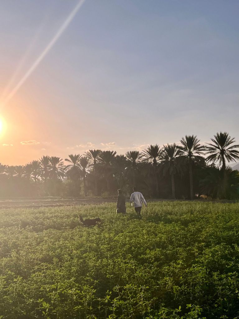 Al Hamra: Tour auf einer lokalen Farm mit Kaffee und Datteln