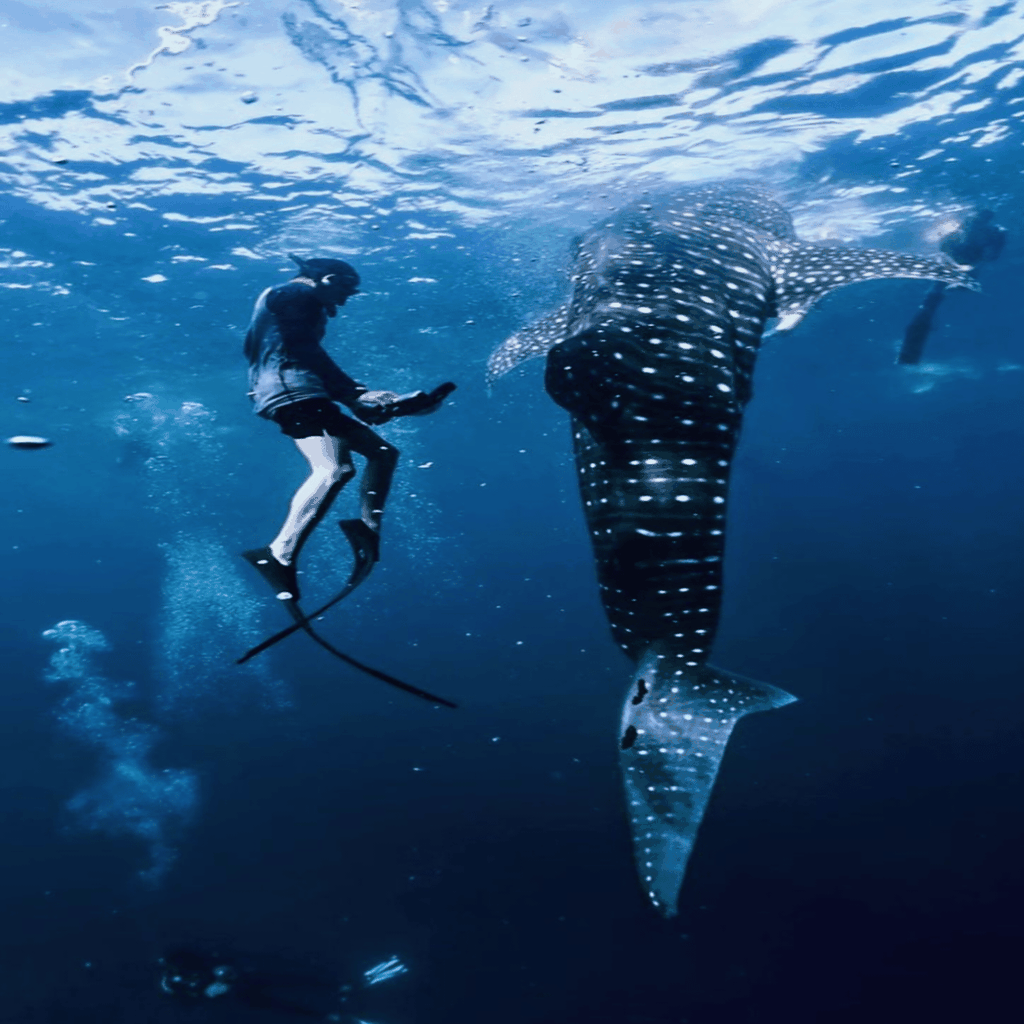 Tägliche Tagestour zu den Walhaien vor Sumbawa