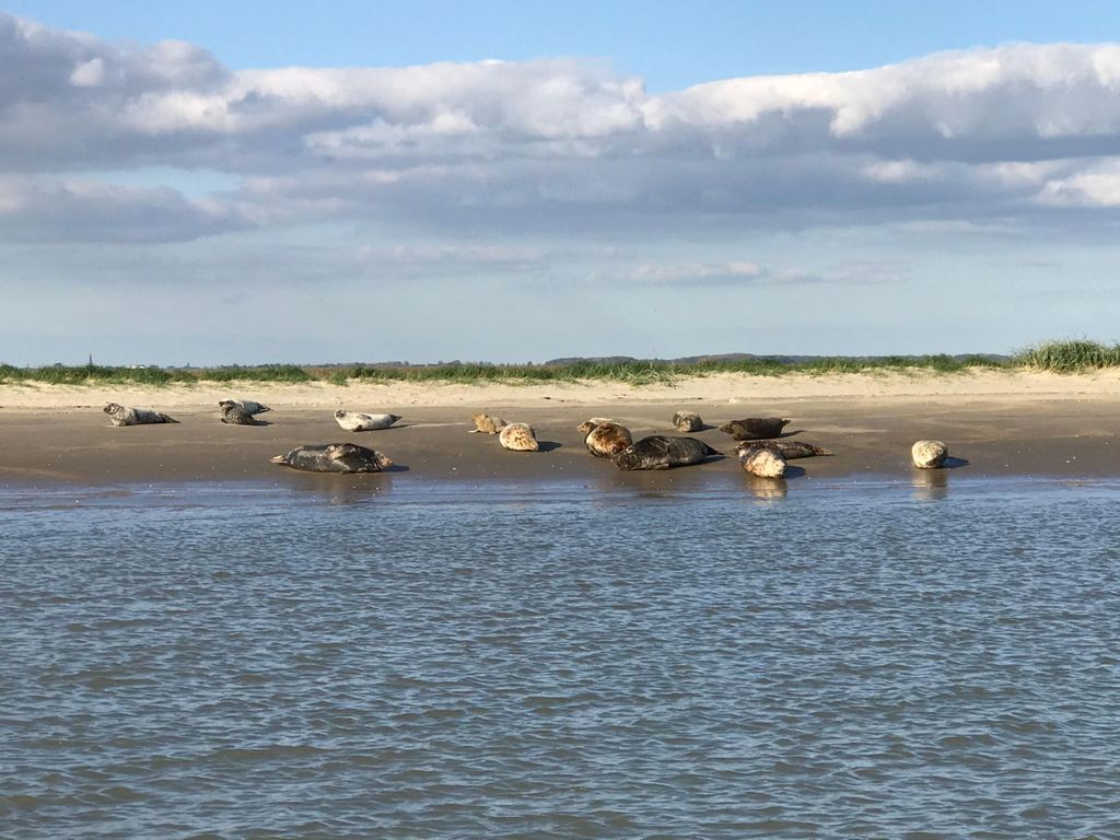 Zeebrugge und Cadzand: Robben- und Delfin-Safari mit dem Schnellboot