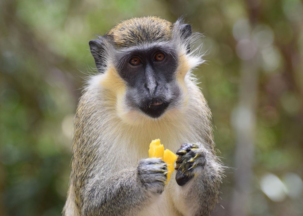 Bridgetown: Wildlife Reserve & Carlisle Bay Tour mit geführter Bootstour