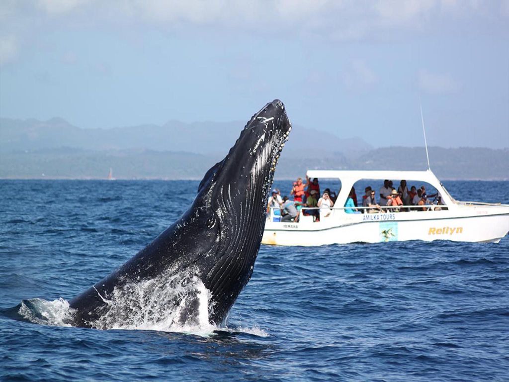 Samaná: Whale Watching und Cayo Levantado Island Tour