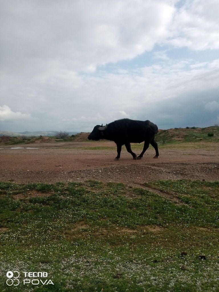 Utique, punisch-römische Stadt, Bizerte, Cap Angela und Naturschutzgebiet Ichkeul