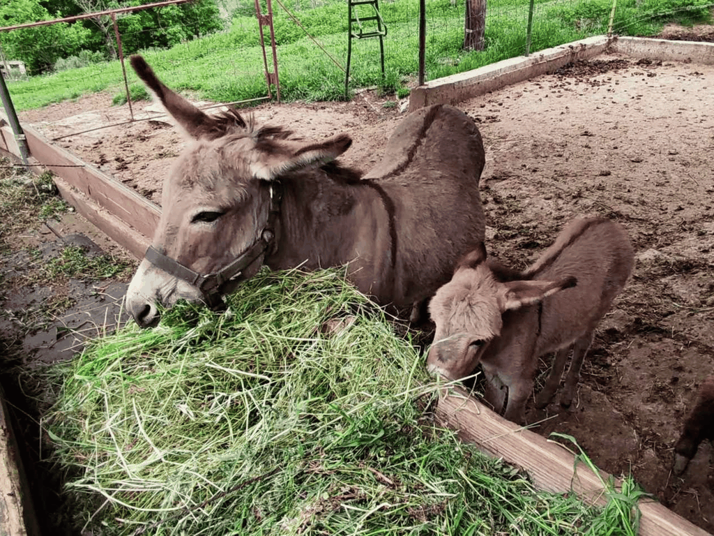 Von Bar: Tour zur Eselfarm