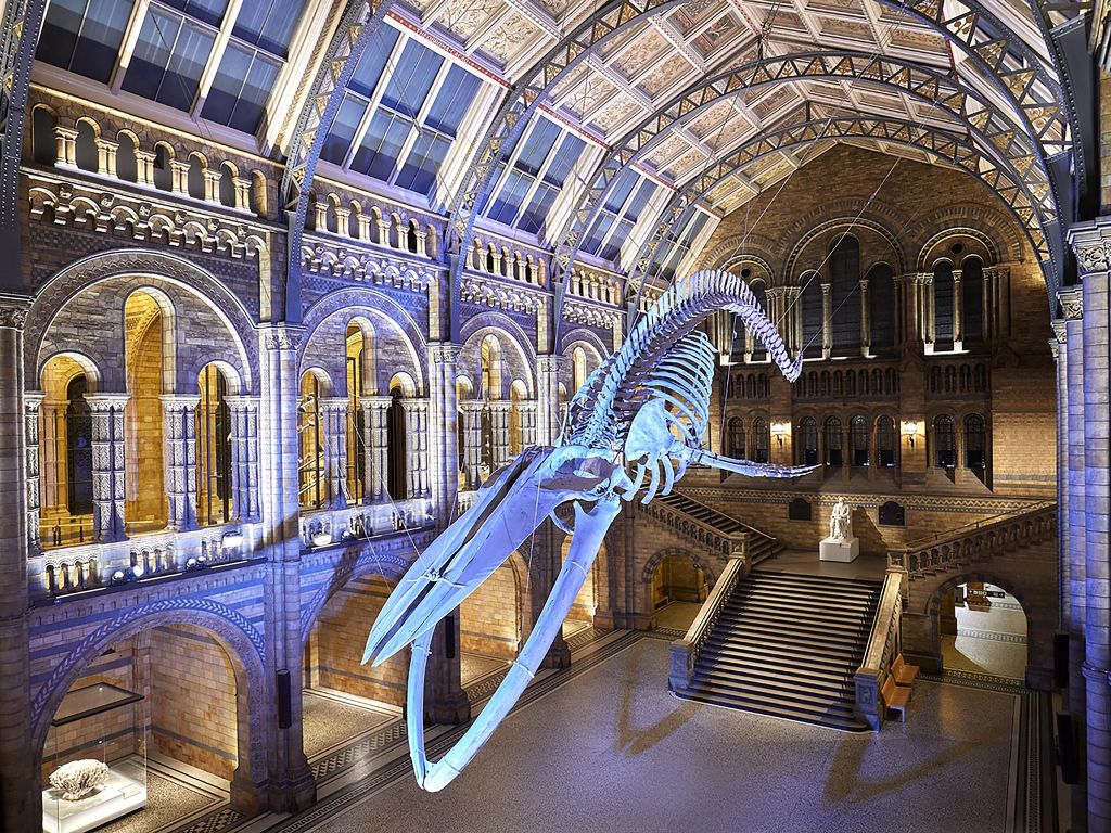 London: Geführte Erkundung im Museum für Naturgeschichte