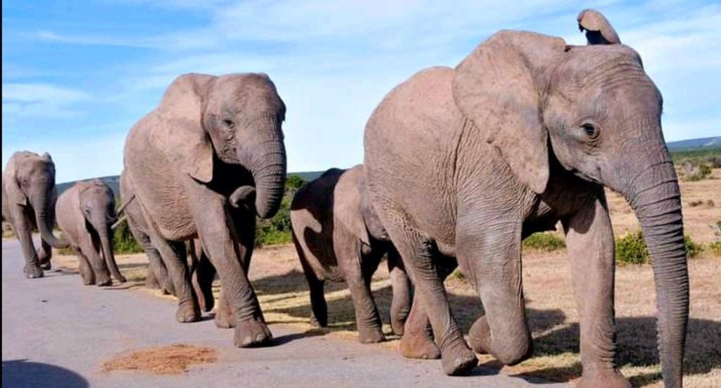 Addo-Elefanten-Nationalpark 2-tägige Tour: Port Elizabeth