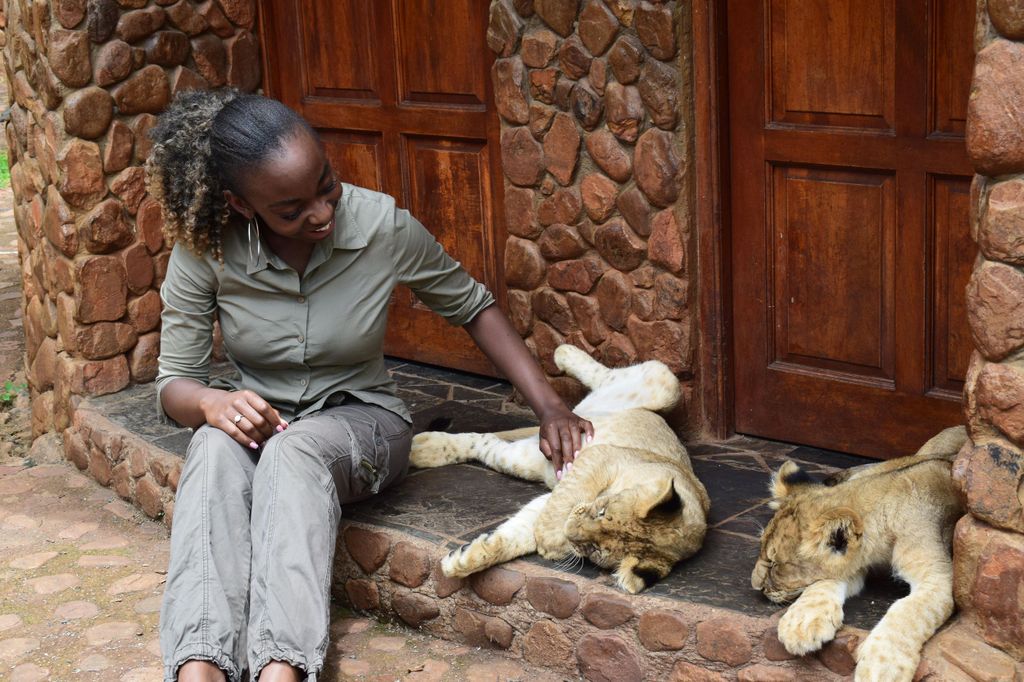 Von Johannesburg aus: Majestätische Löwenwanderung erleben