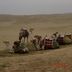 Kamele in der Wüste bei den Pyramiden von Giza