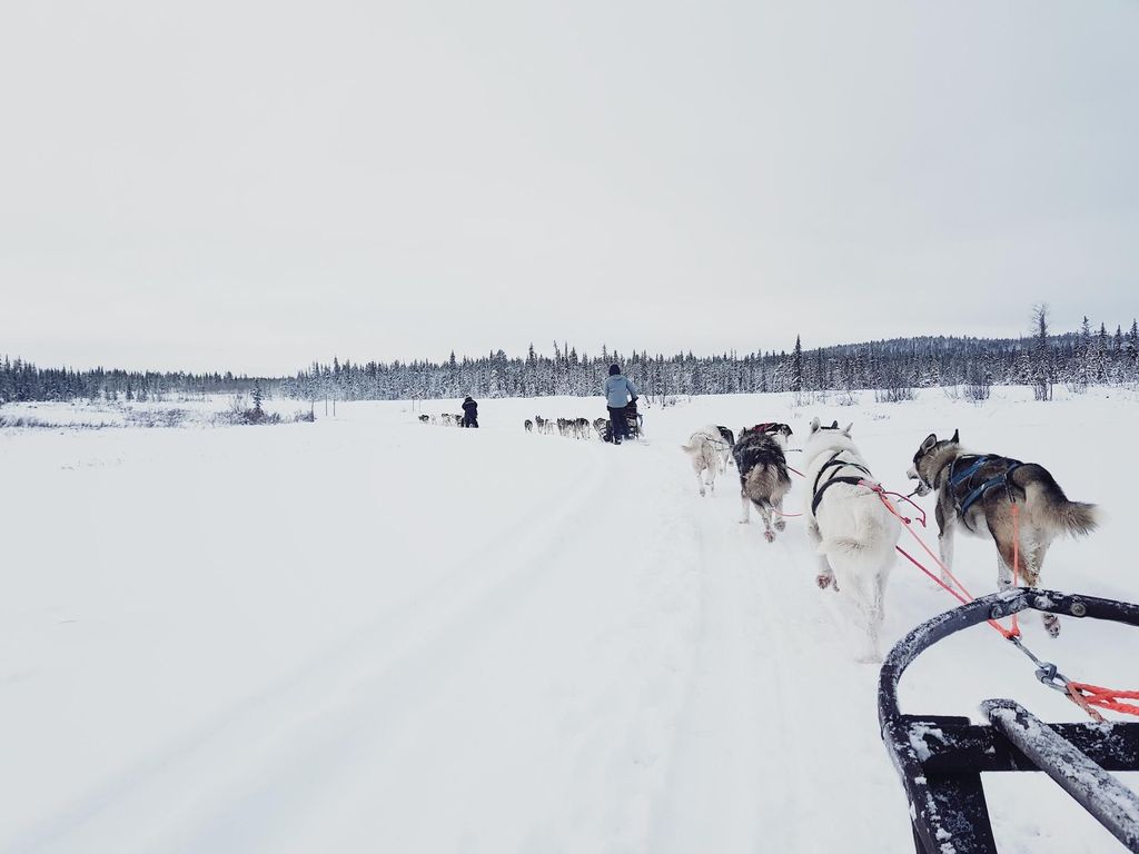 Kiruna: Hundeschlittenfahrt Husky Tour mit Mittagessen
