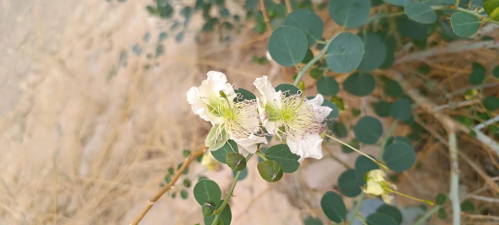 Eilat: Morgendliche Jeep-Tour durch die Berge von Eilat