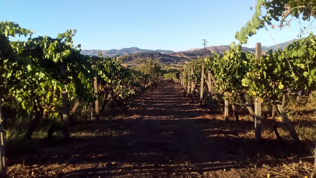 Ab Taormina: Kleingruppentour zu den Weingütern des Ätna