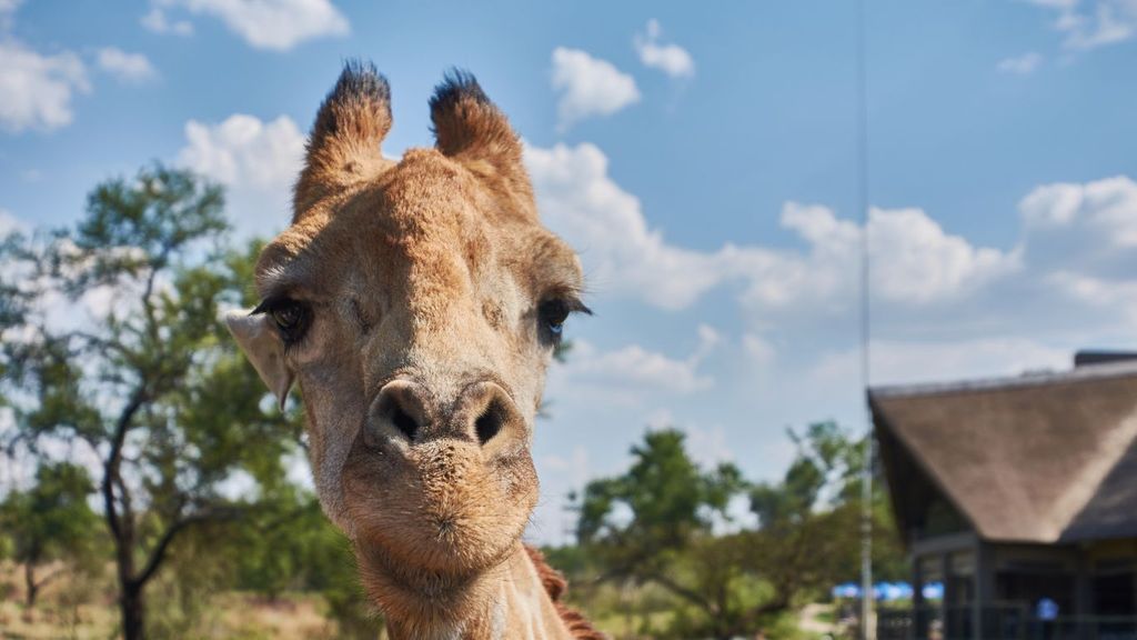 Johannesburg: Lion and Safari Park Guided Tour