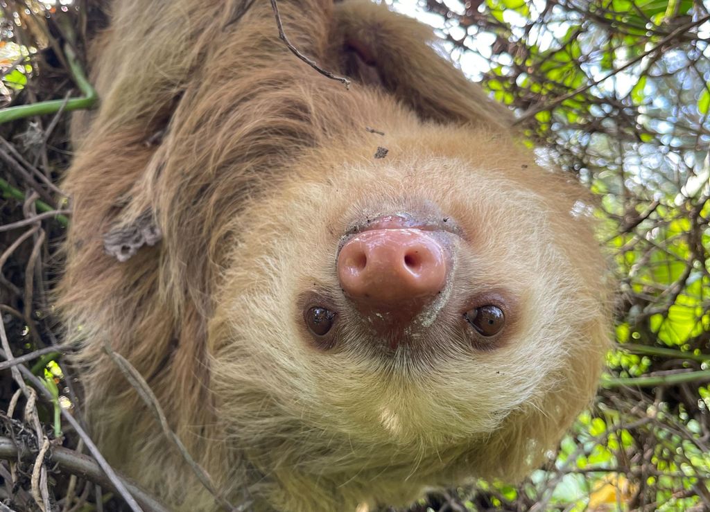 Puerto Limón: Tortuguero, Maratopia, Cahuita, Bananenplantage, uvm: Tour