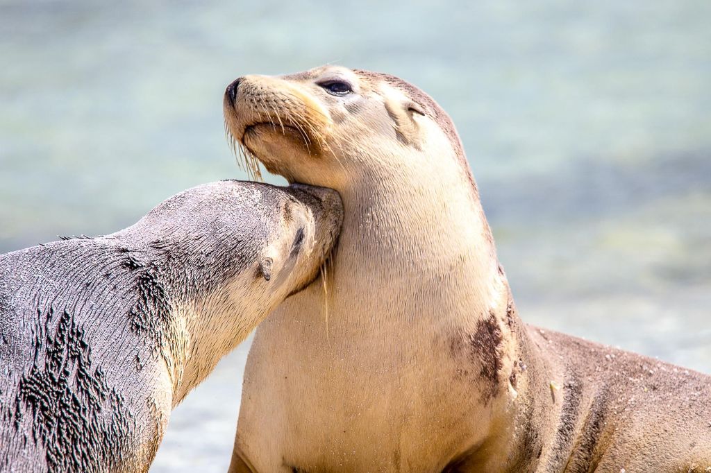 5-tägige Kreuzfahrt zu den Abrolhos-Inseln mit Flug ab Geraldton