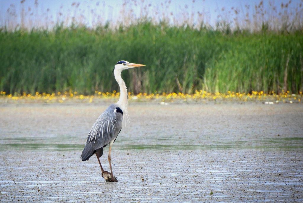 Vogelbeobachtung bei Sonnenuntergang: Bootstour auf dem Tisza-See (Kleingruppe)