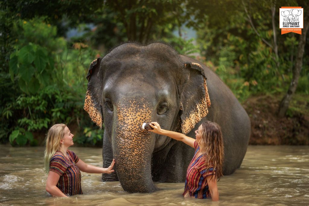 Phuket: Elephant Jungle Sanctuary Halbtagesbesuch mit Mahlzeit