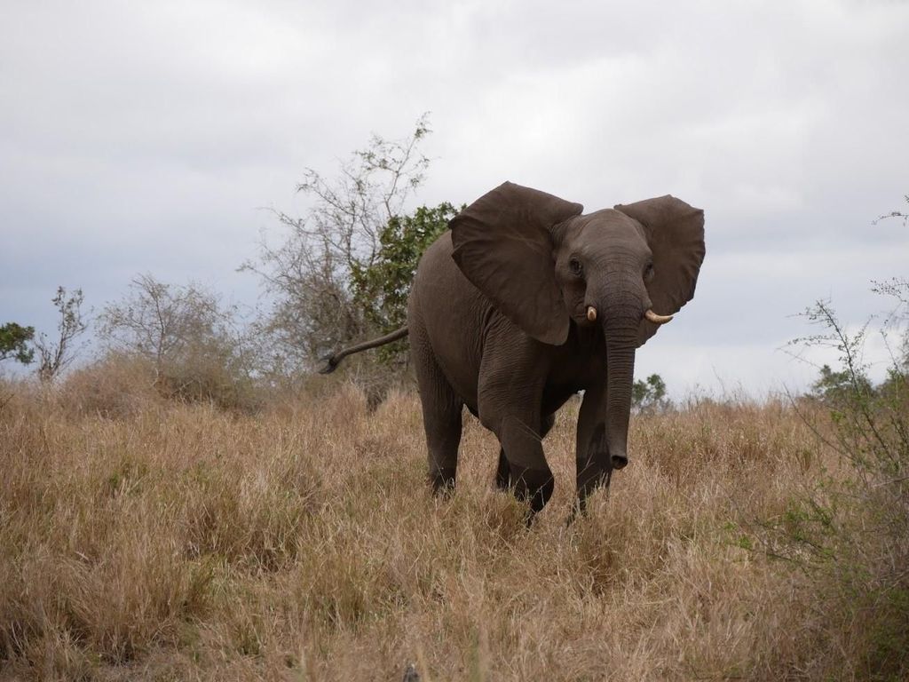 2 Tage Pilanesberg-Nationalpark Luxus-Safari
