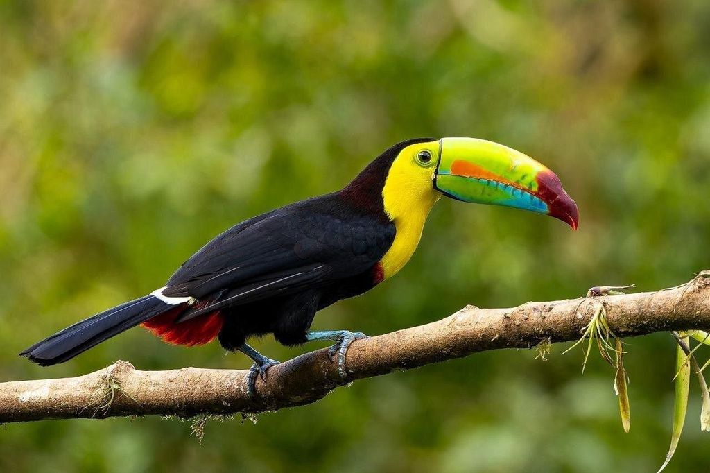 Monteverde: Vogelbeobachtungstour bei Sonnenaufgang in Curi-Cancha