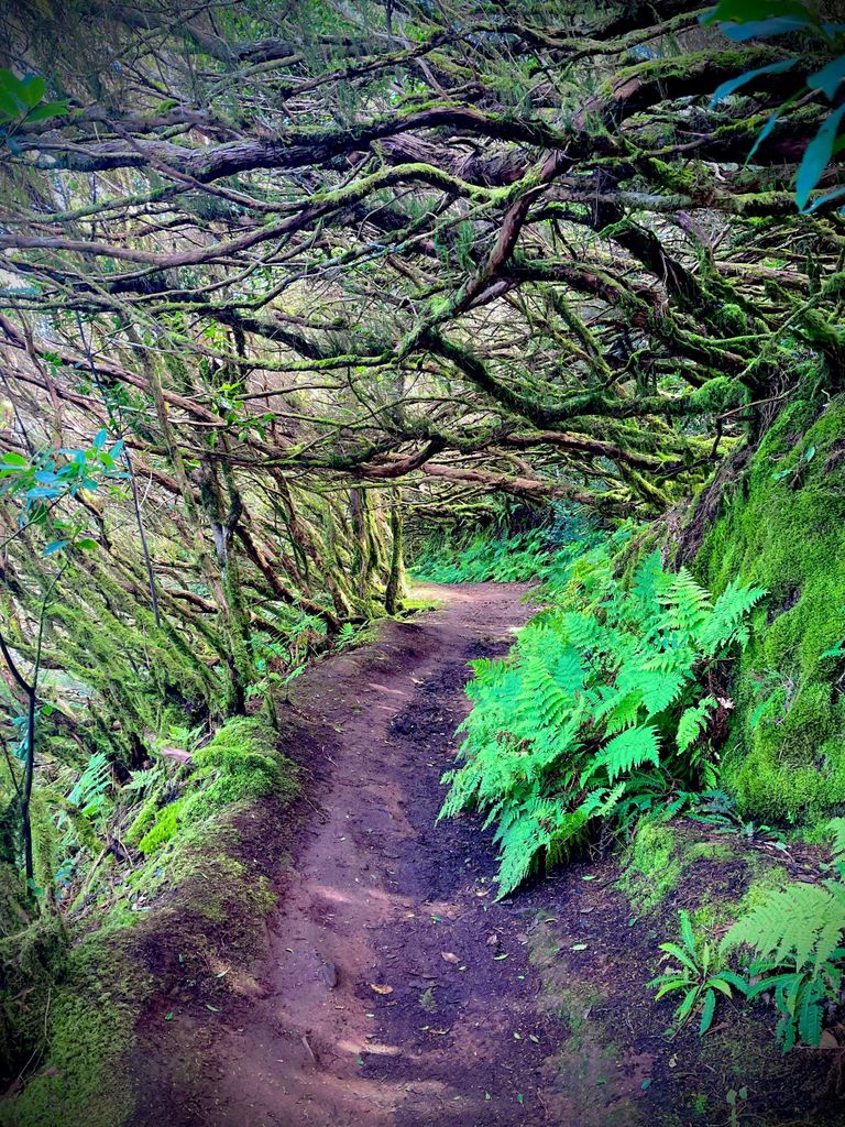 Die Geheimnisse Teneriffas: Private Tour zur Entdeckung der Insel, max. 8 Personen