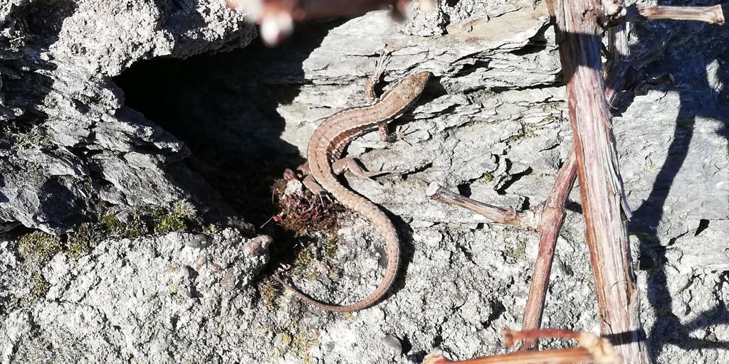 Koblenz: Der lebendige Weinberg, Natur- und Weingenuss
