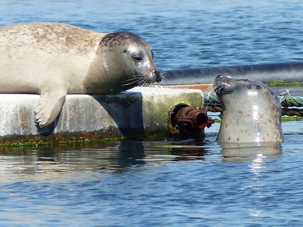 Zeeland Zeehonden Strandsafari NL/DE