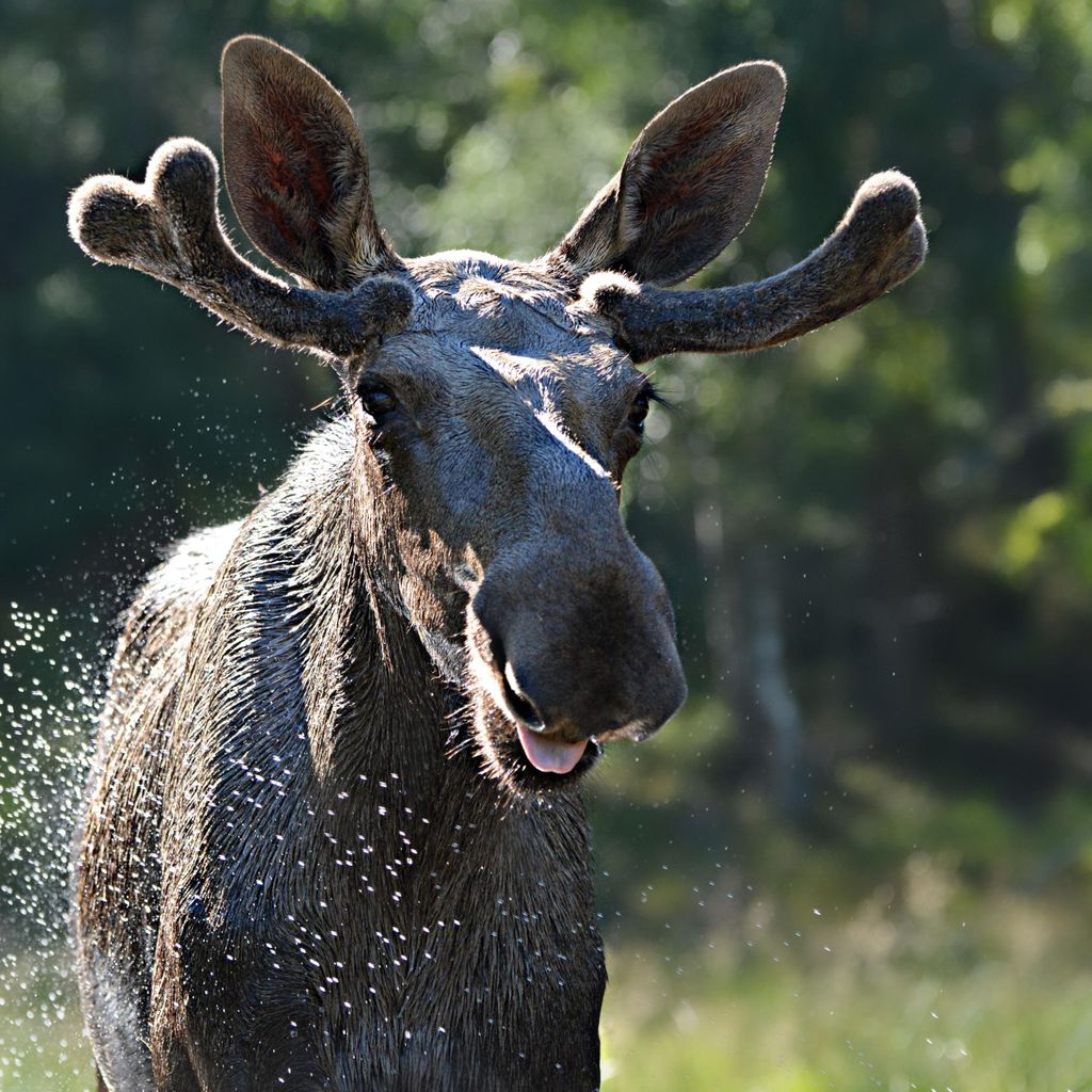 Kristiansand: Geführte Bustour und Elchpark-Erlebnis