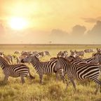 Zebras im Maasai Mara National Reserve