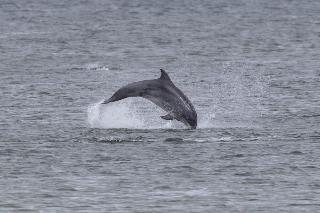 Delfinbeobachtung und Küstenrundgang in Aberdeen