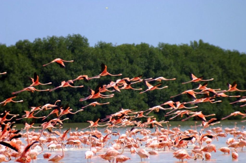 Private Tour Celestun Flamingo-Beobachtung und Strand