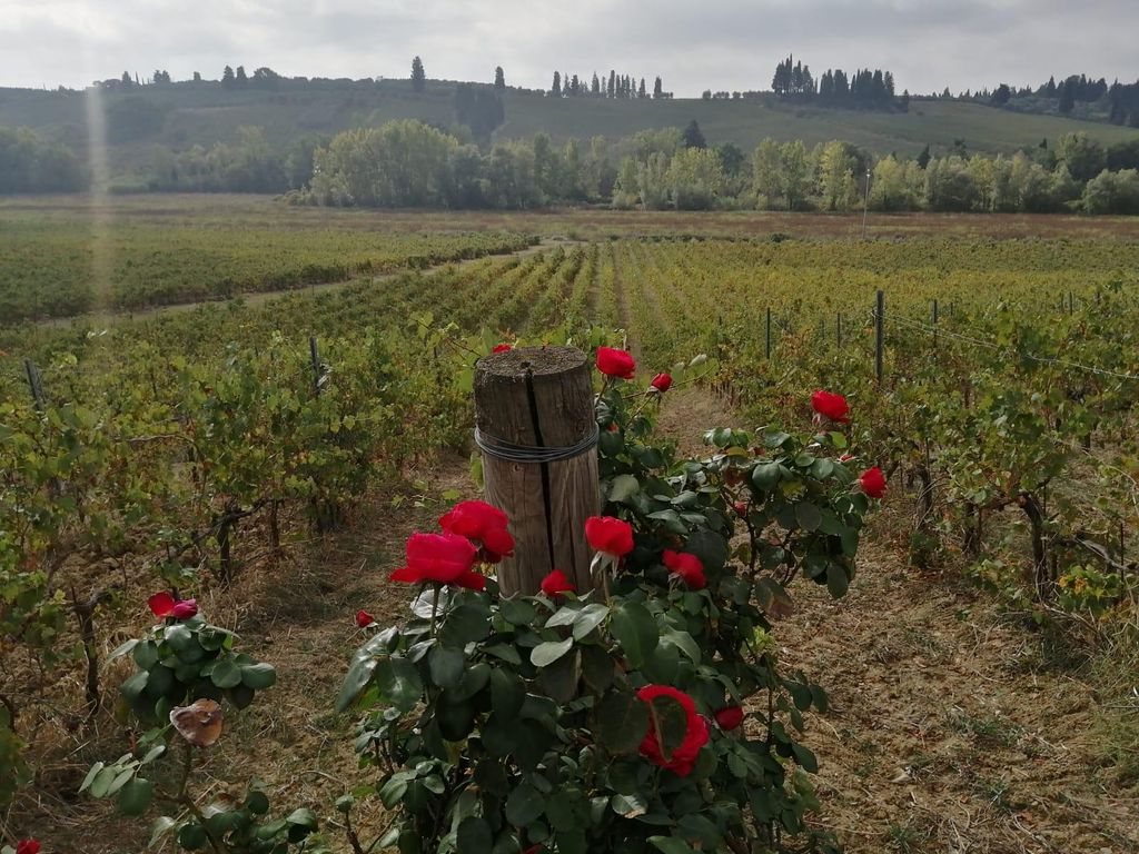 Piazzano: Weinerlebnis