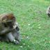Affe beim Apfelessen