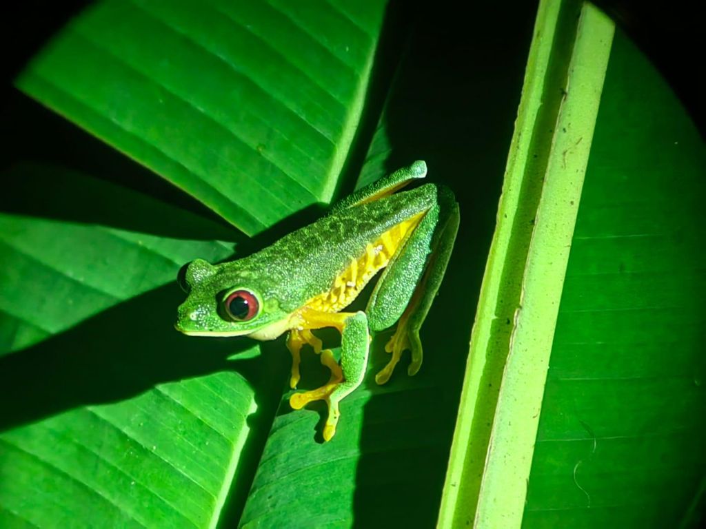 Manuel Antonio: Nachttour durch den Dschungel und Buttlerfly Garden