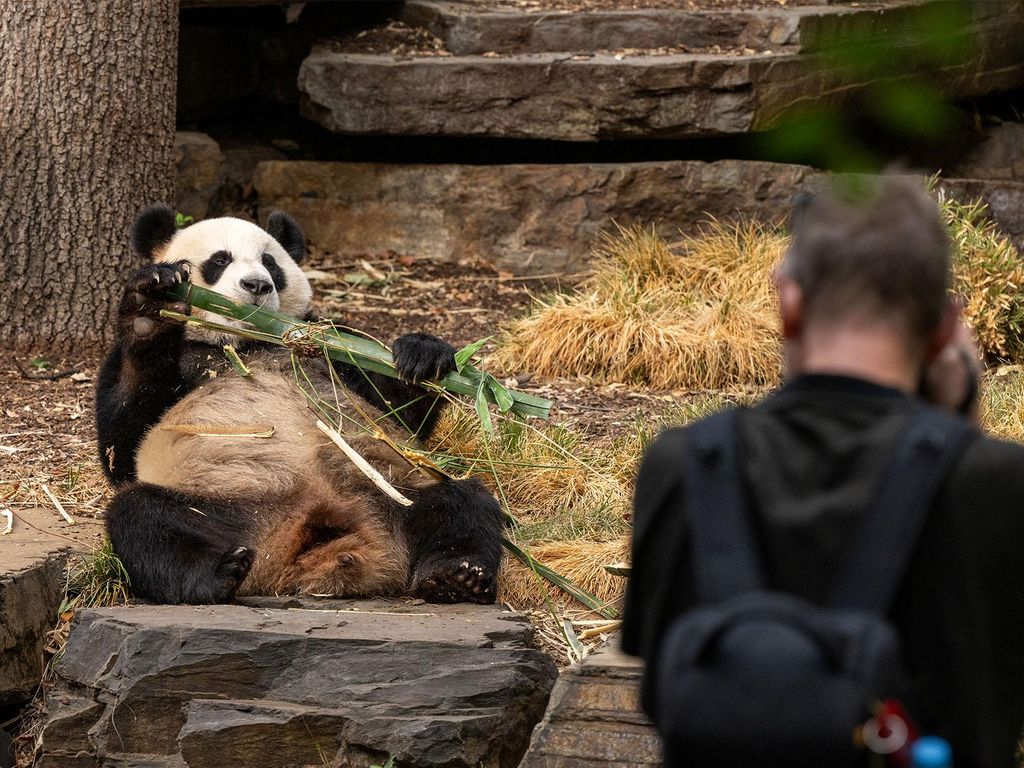 Panda & Friends Tour und ein Tag im Adelaide Zoo