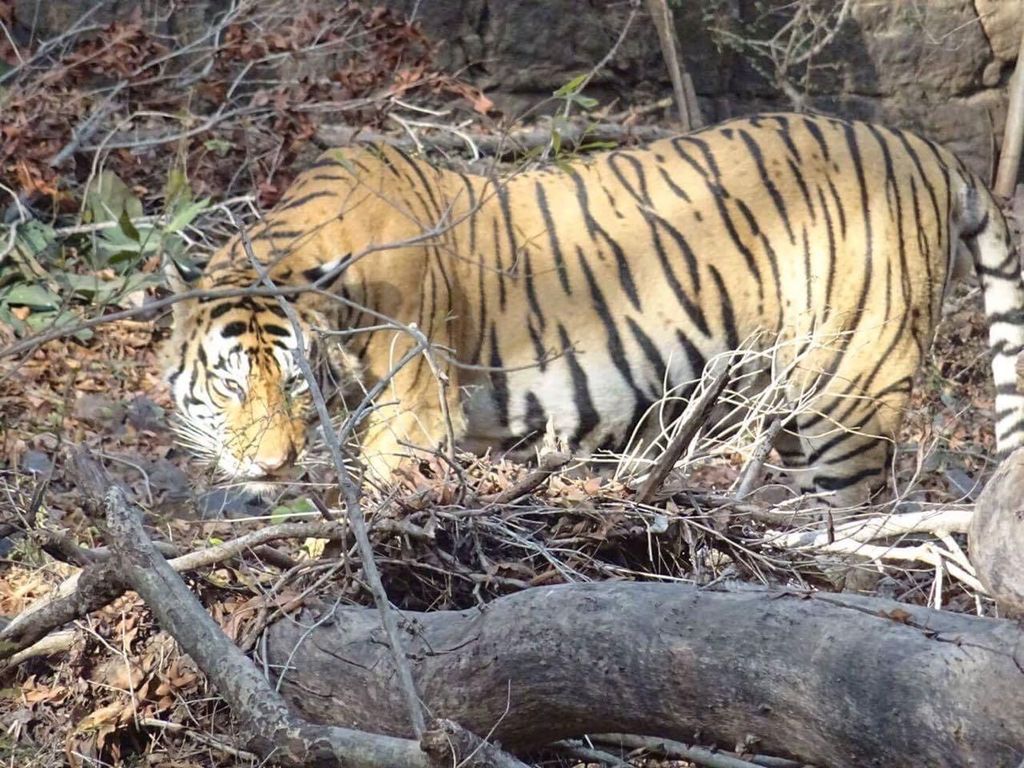 Jaipur: Tagestour nach Bundi l Tiger-Safari