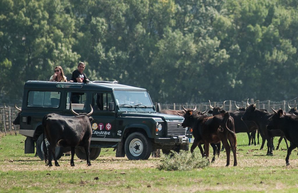 Safari 4x4 in der Camargue / VIP Tour 3h30 / Grau du Roi